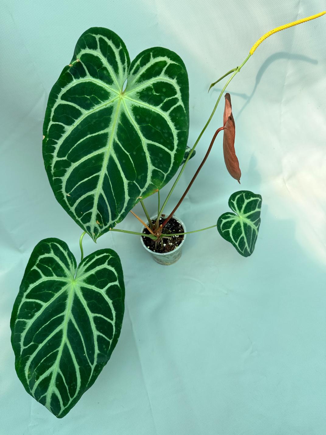 silver anthurium Anthurium Red Crystallinum x Silver Blush