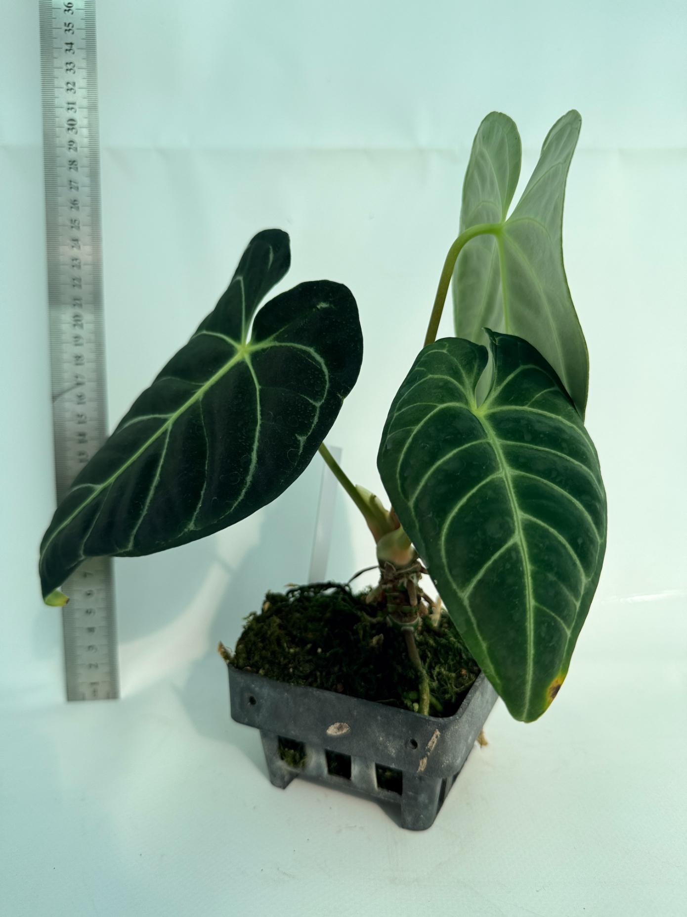 Anthurium Regale 2