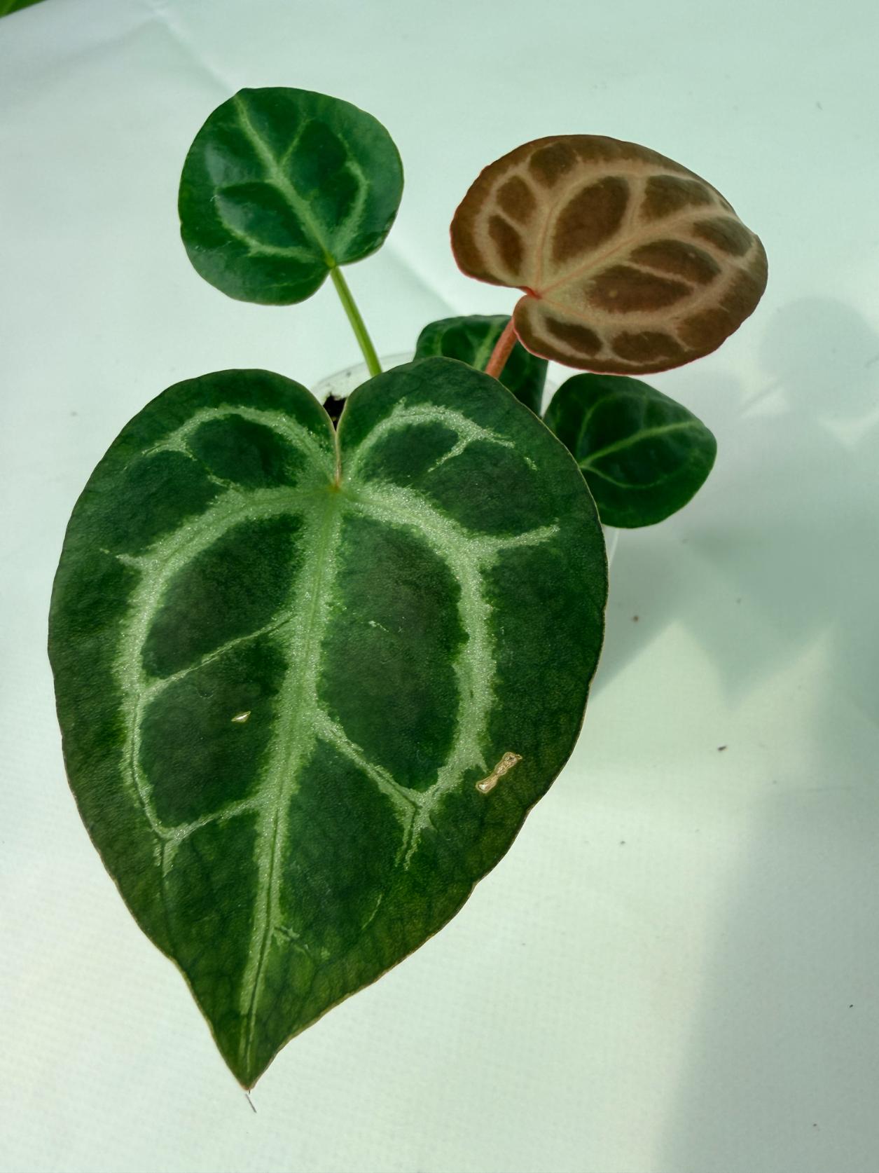 Anthurium Tezula Red Crystallinum x SKG Silver | Welovetropicalplants