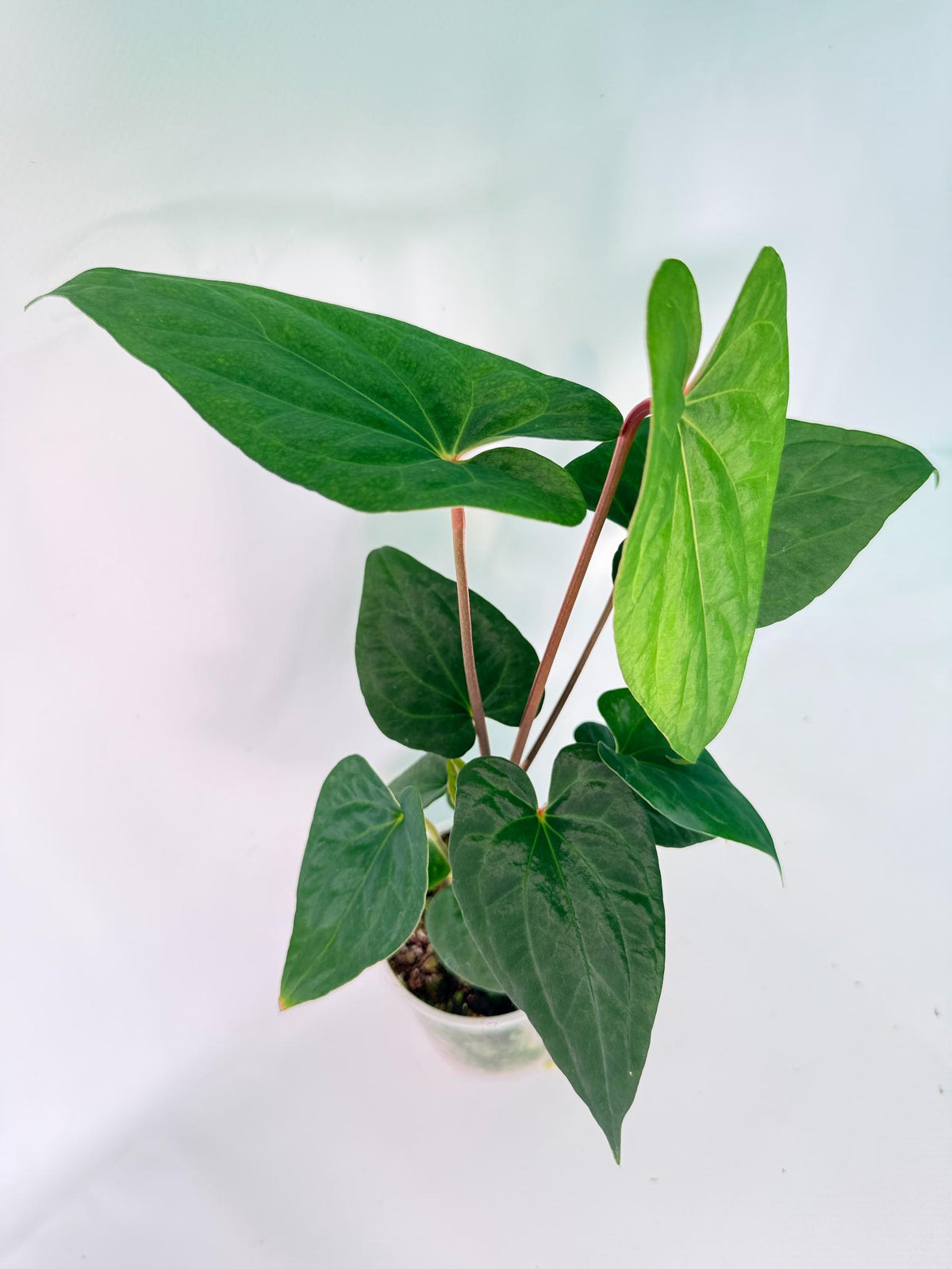 Anthurium Vein Dark Phoenix 02