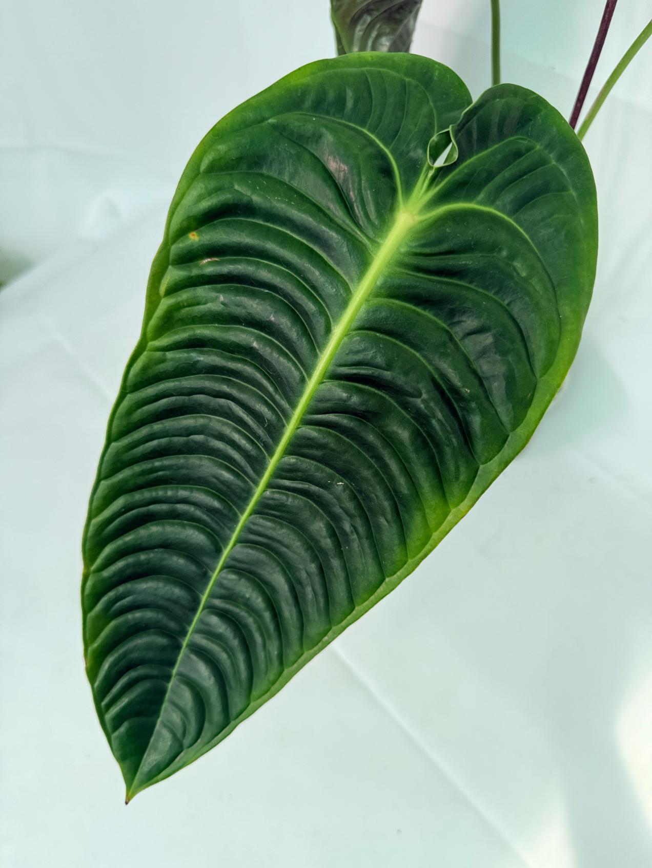 Anthurium veitchii narrow XL 2