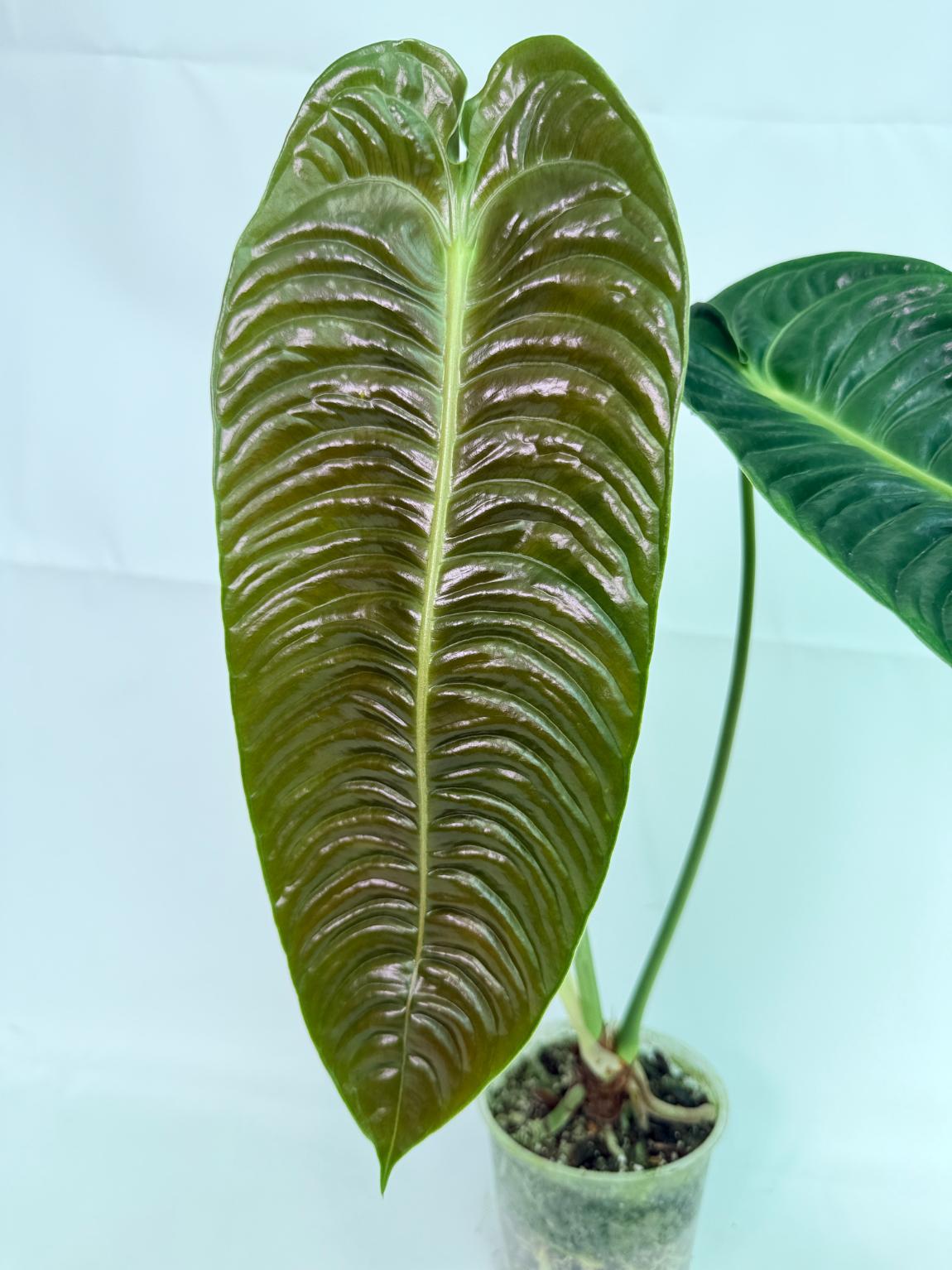Anthurium veitchii narrow XL 2
