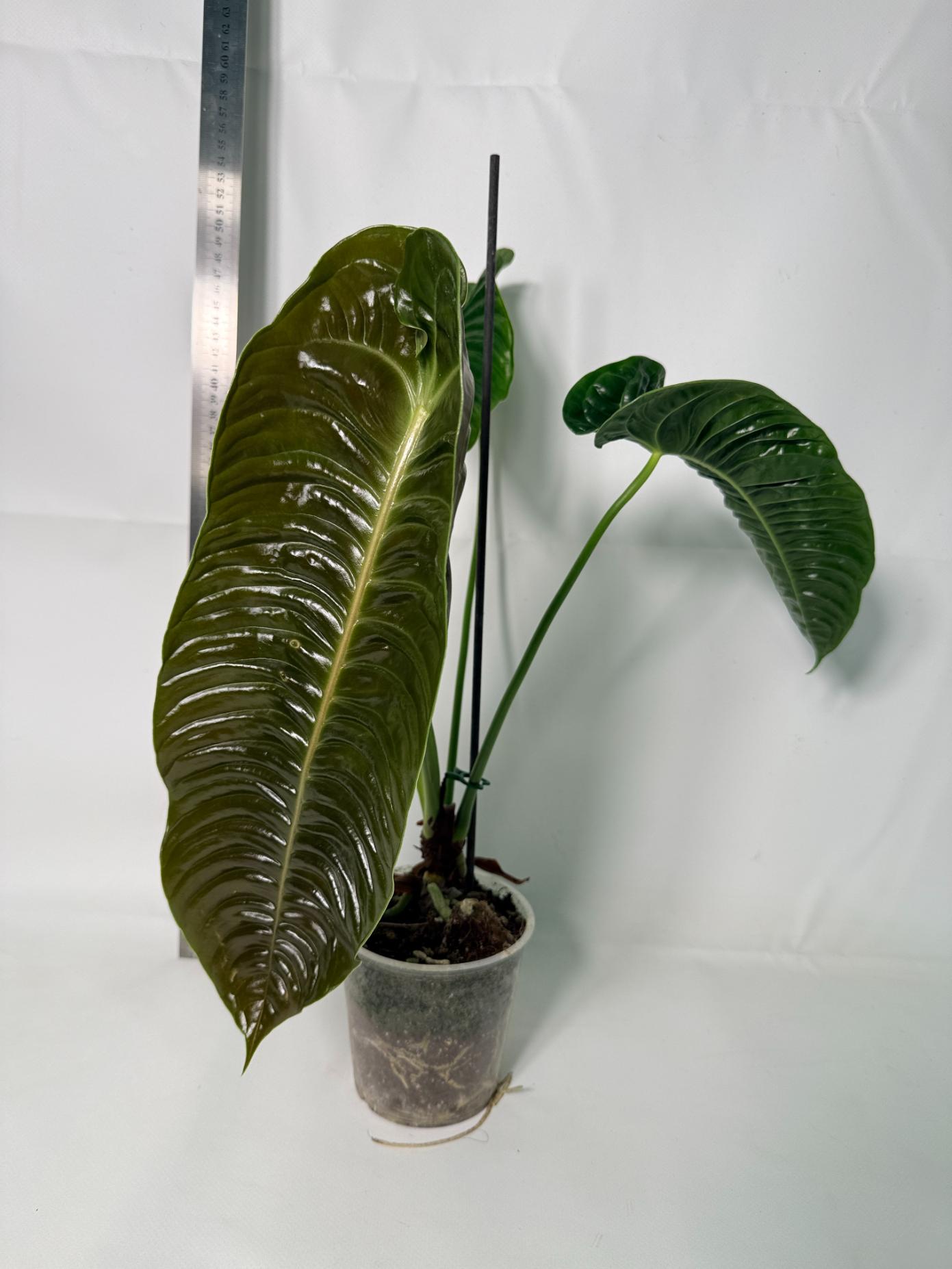 Anthurium veitchii narrow XL | Welovetropicalplants