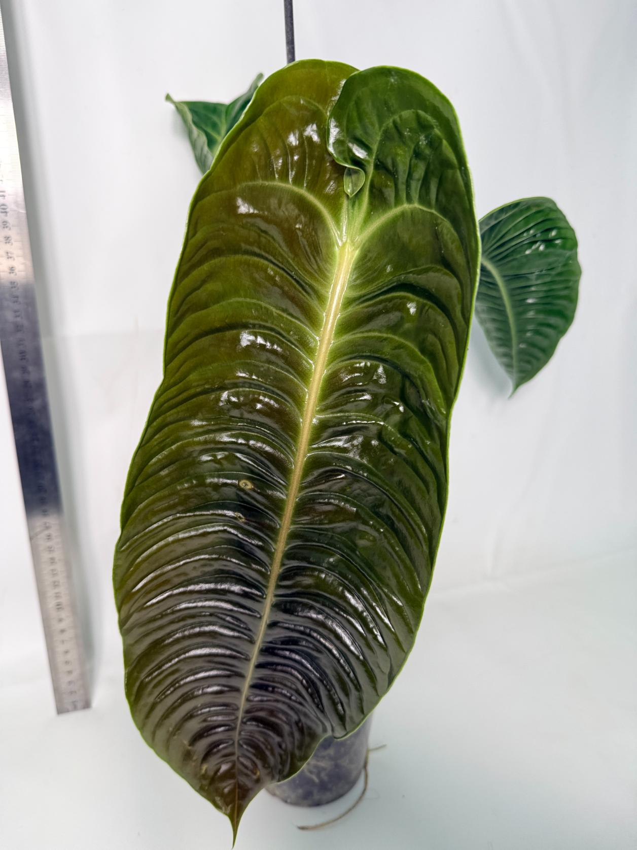 Anthurium veitchii narrow XL 2