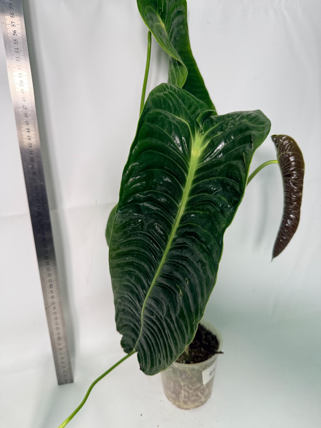 Anthurium veitchii narrow XL 2