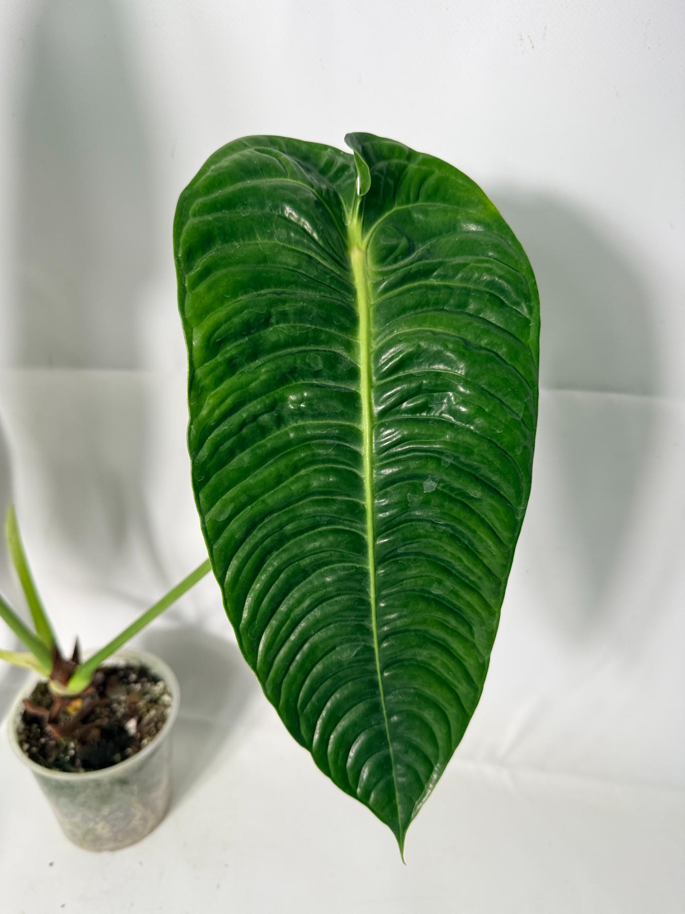 Anthurium veitchii narrow XL 2