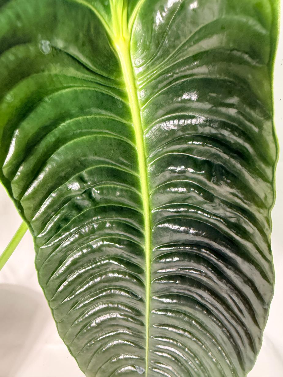 Anthurium veitchii narrow XL 2