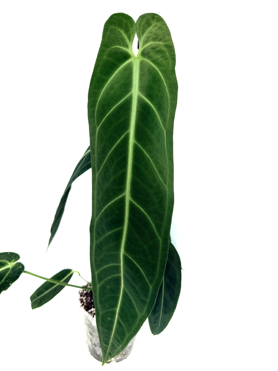 Anthurium Warocqueanum XXL