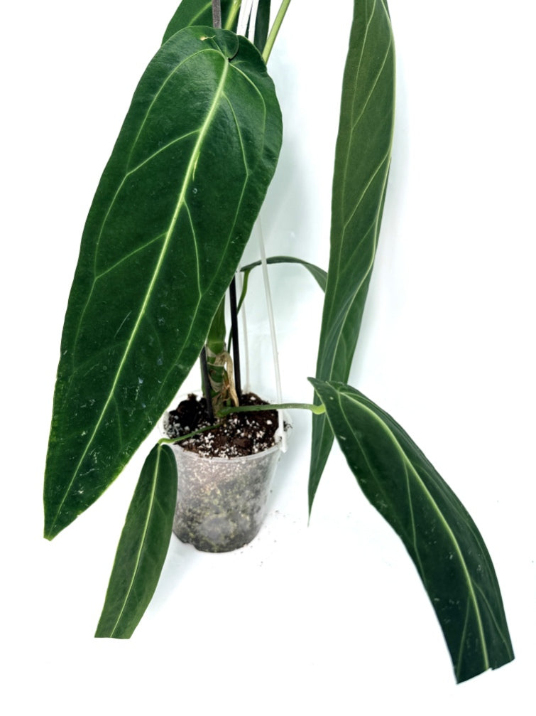 Anthurium_Warocqueanum_XL