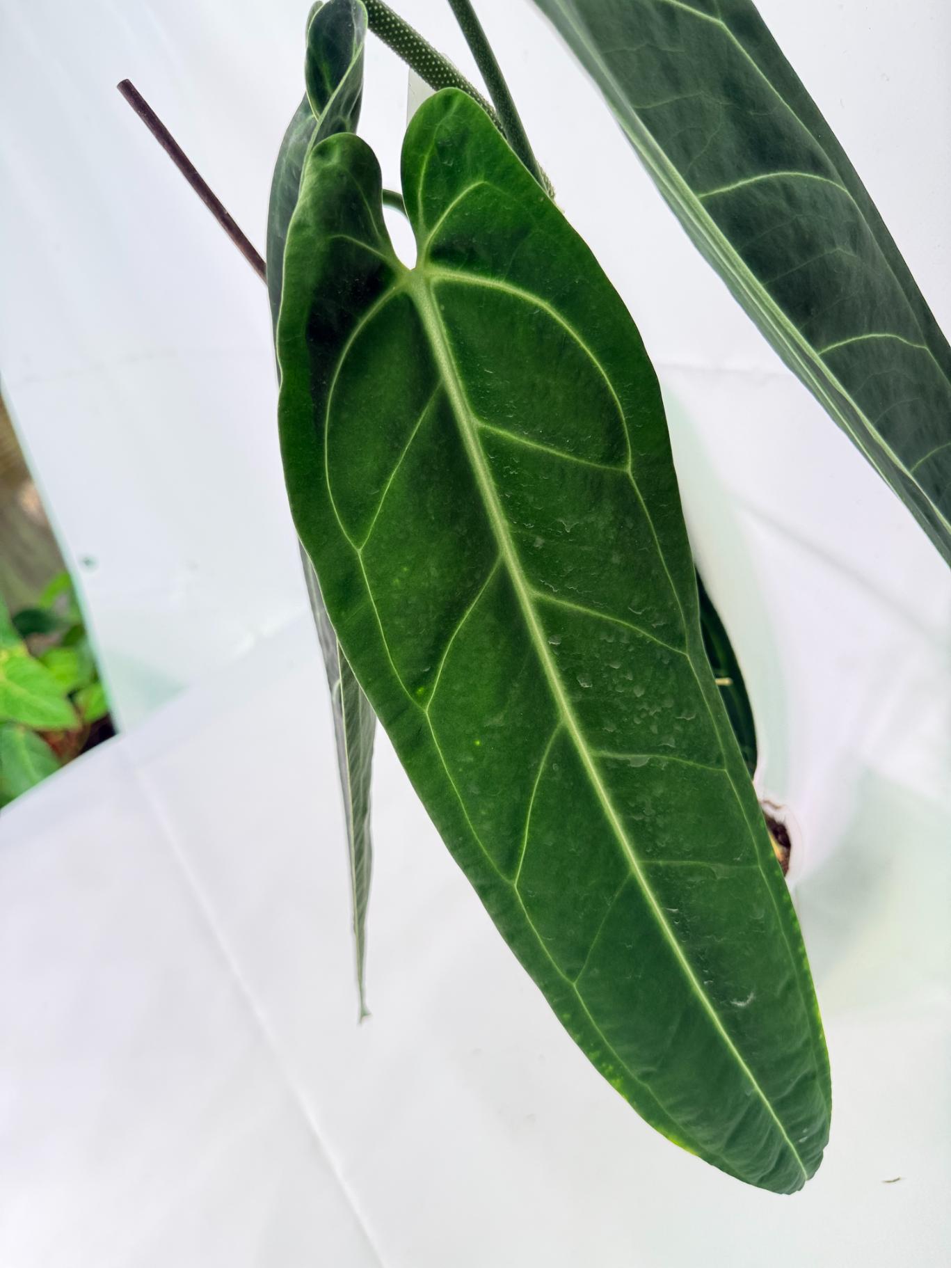 Anthurium Warocqueanum XL 09