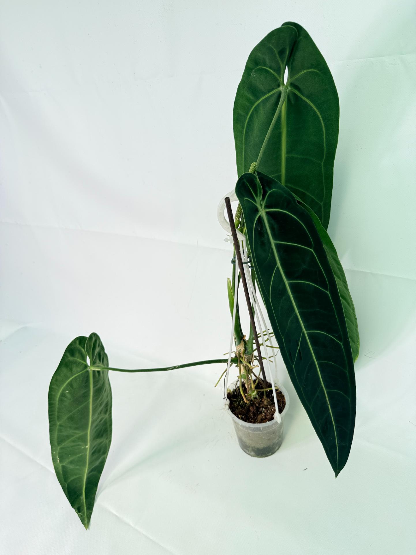 Anthurium Warocqueanum XL 10