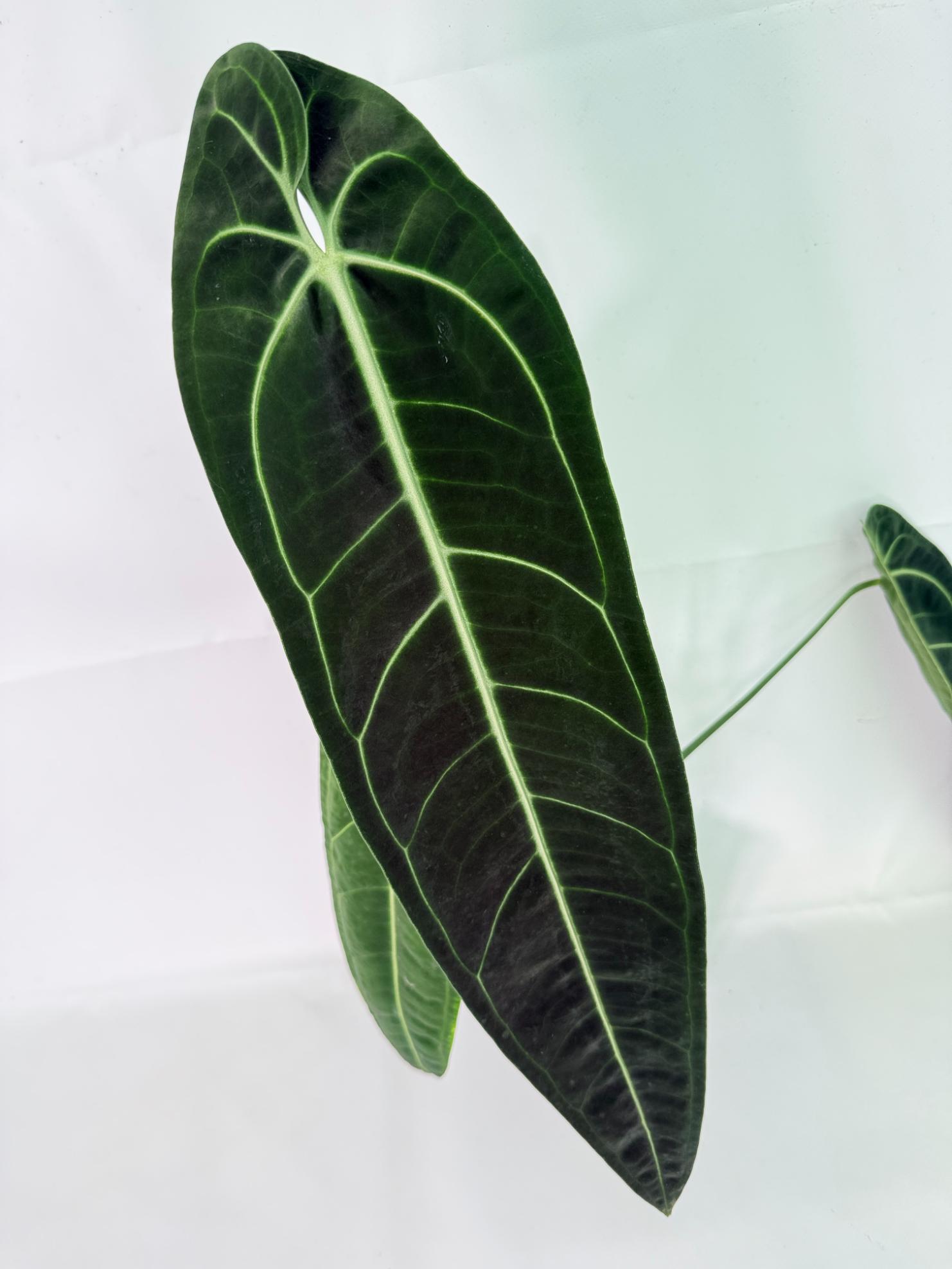 Anthurium Warocqueanum XL 02