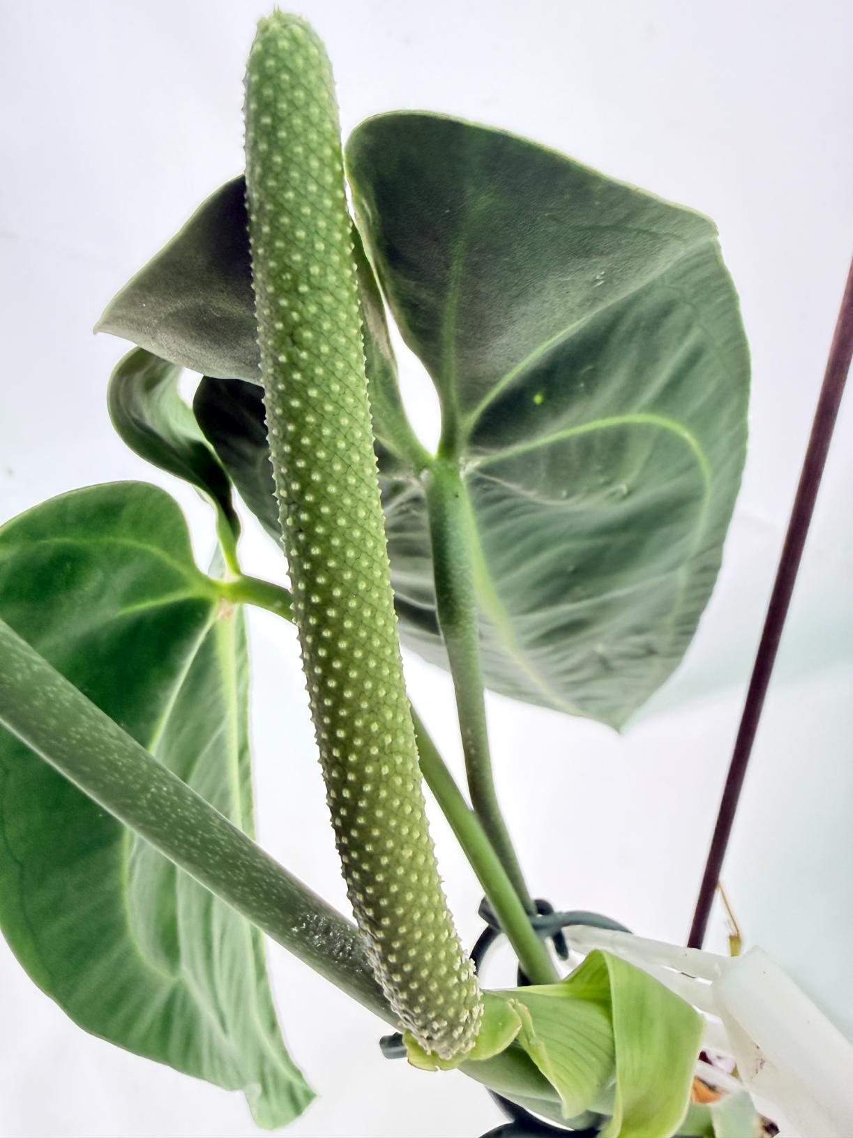 Anthurium Warocqueanum XL 04