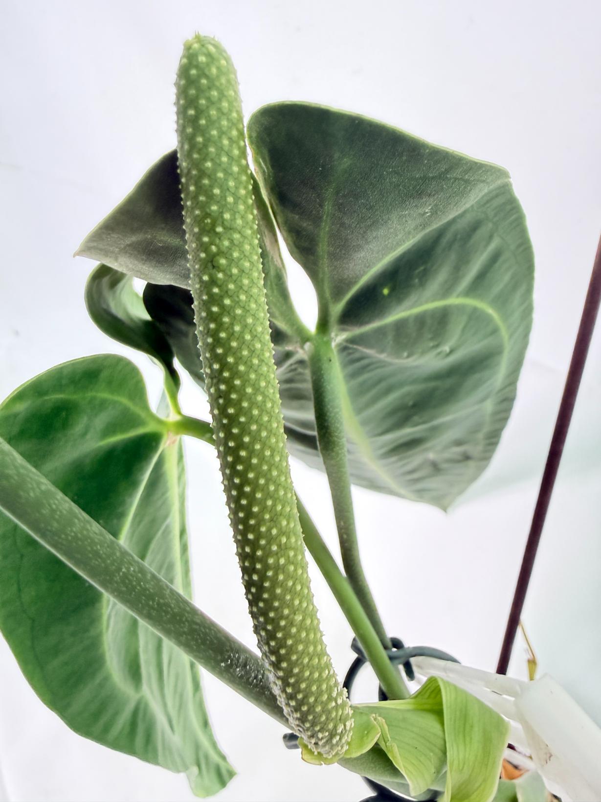 Anthurium Warocqueanum XL 05
