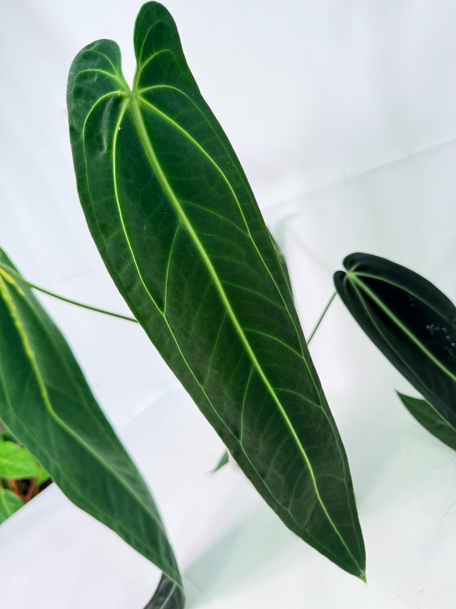 Anthurium Warocqueanum XL 08