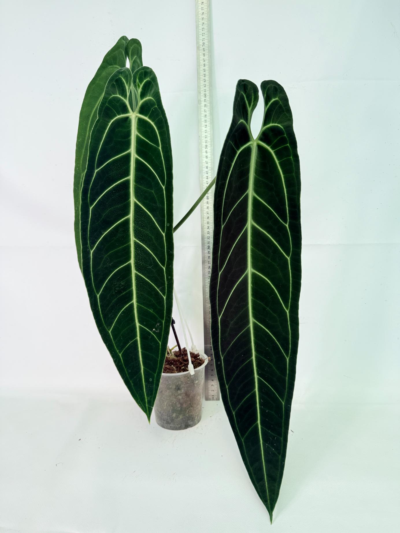 Anthurium Warocqueanum XL 01