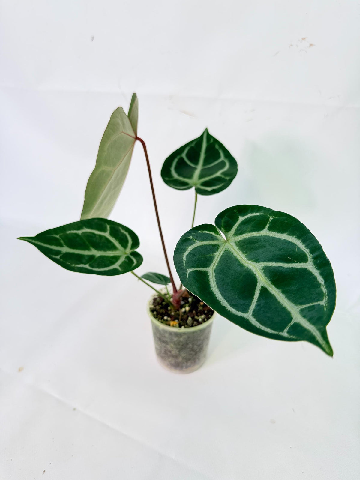 Anthurium Wonderboy A x Anthurium FTG Crystallinum x Anthurium Dorayaki 01