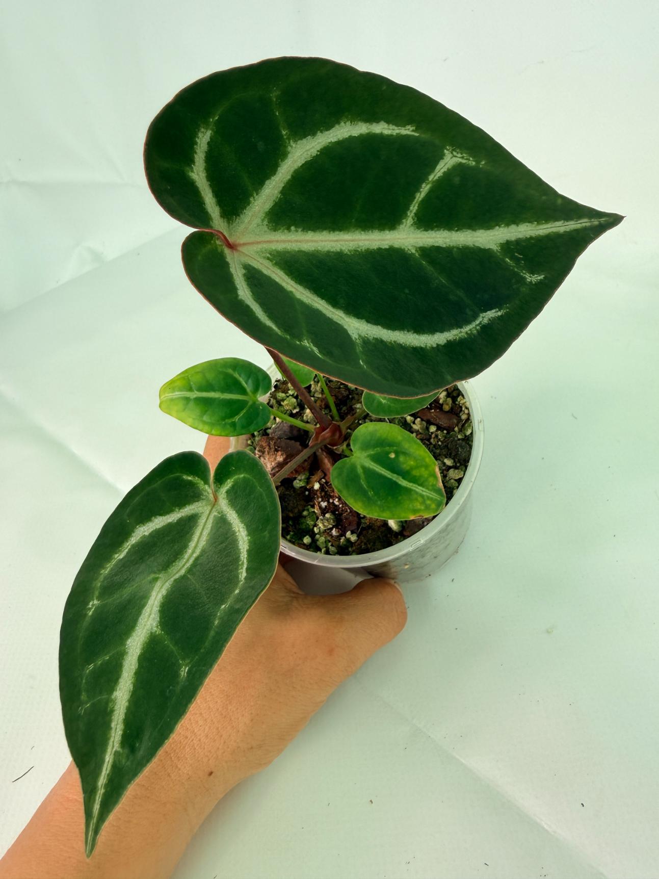 Anthurium Wonderboy A x Anthurium FTG Crystallinum x Anthurium