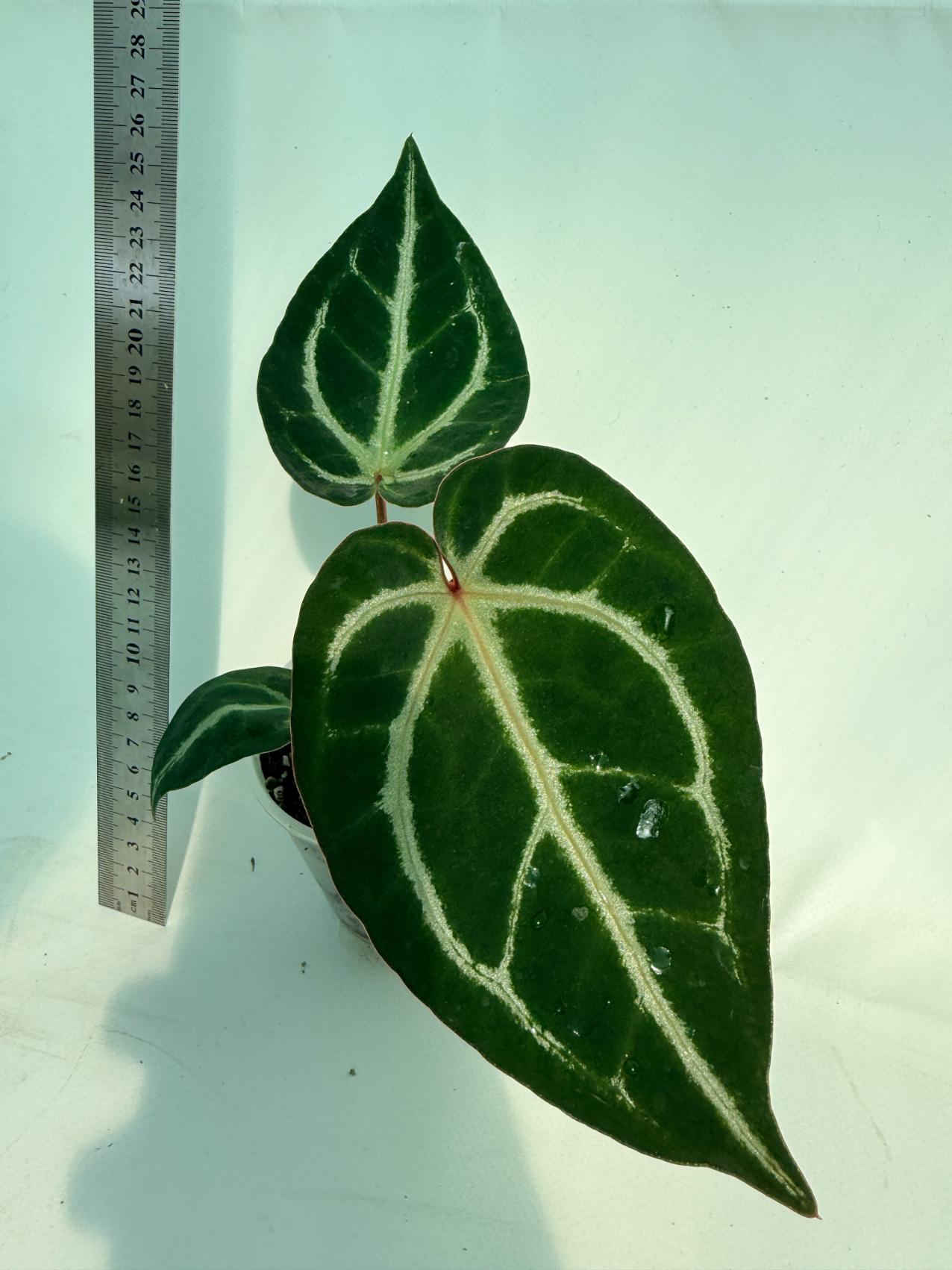 Anthurium Wonderboy A x Anthurium FTG Crystallinum x Anthurium