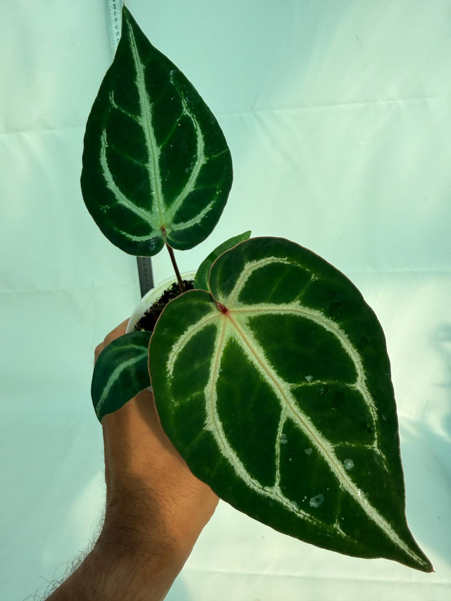 Anthurium Wonderboy A x Anthurium FTG Crystallinum x Anthurium Dorayaki 2