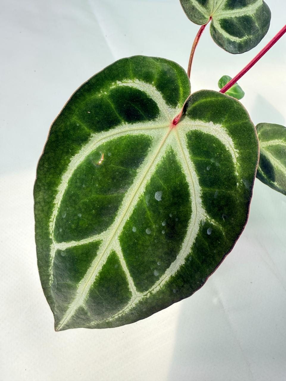 Anthurium Wonderboy A x Anthurium FTG Crystallinum x Anthurium Dorayaki 02