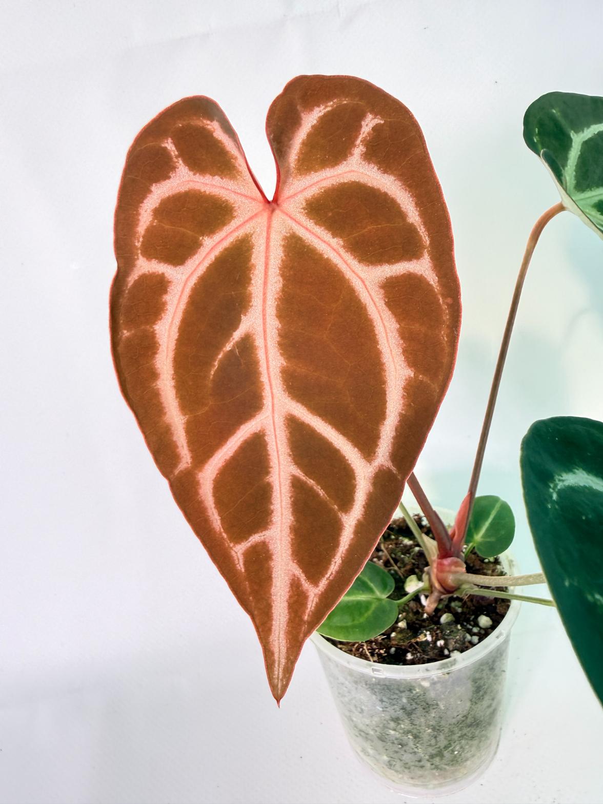 Anthurium Wonderboy A x Anthurium FTG Crystallinum x Anthurium Dorayaki 02