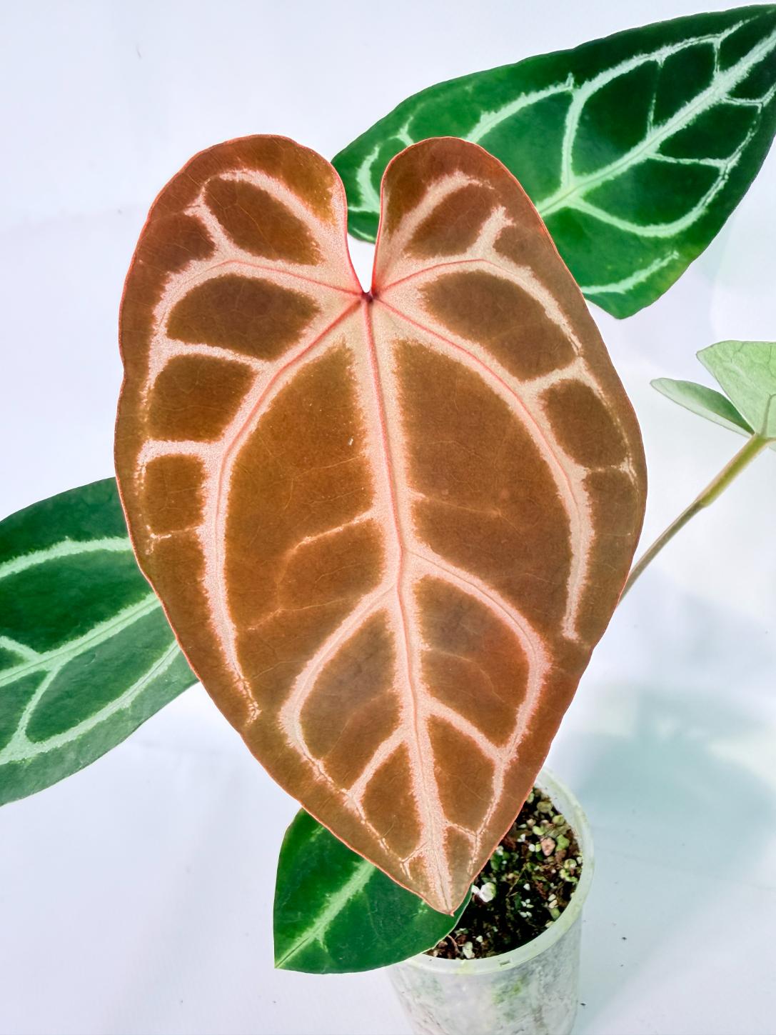 Anthurium Wonderboy A x Anthurium FTG Crystallinum x Anthurium Dorayaki 02