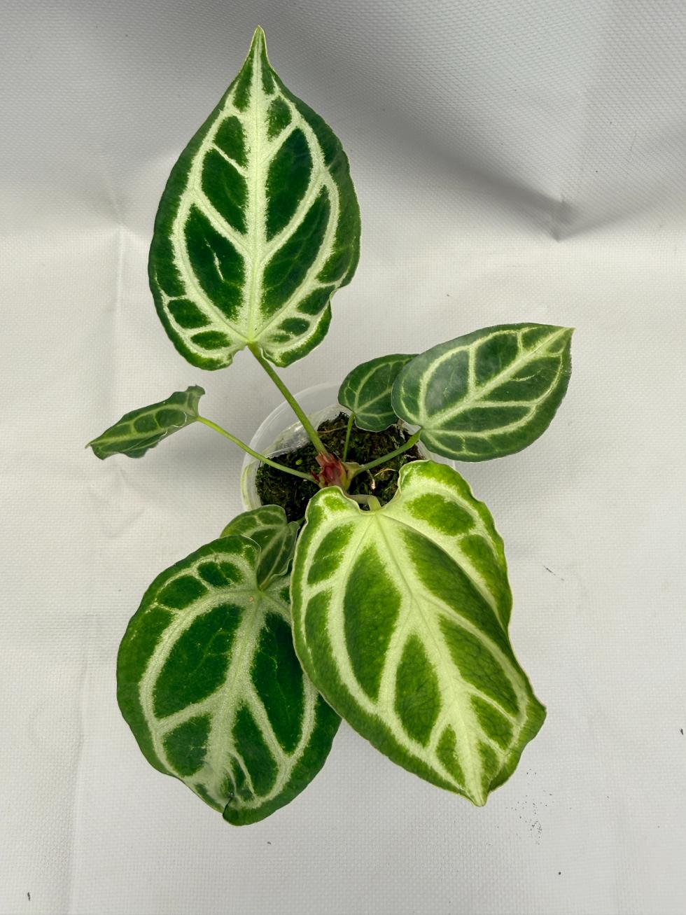 その他観葉植物 Anthurium. Crystallinum South America Anthurium Crystallinum | Welovetropicalplants