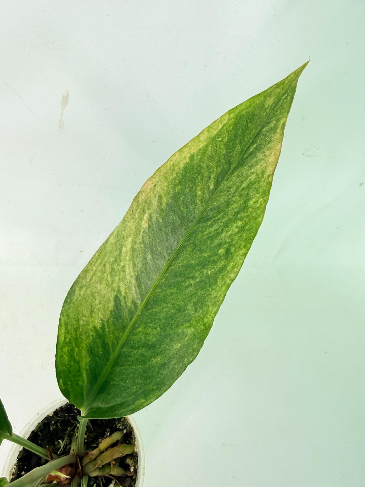 Anthurium hookeri variegato 9