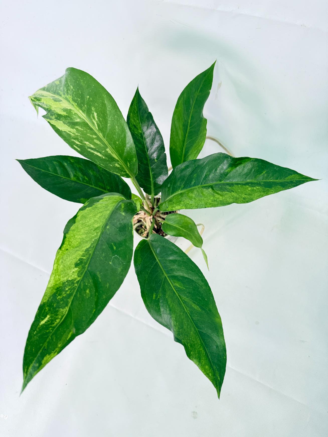 Anthurium hookeri variegato 2