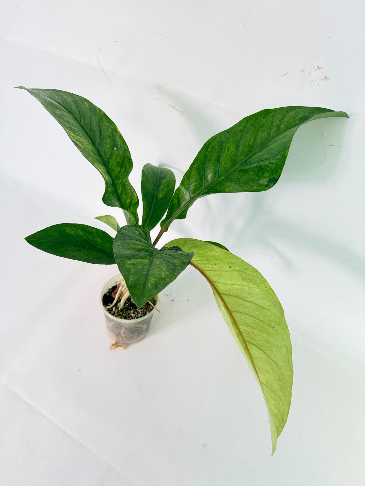 Anthurium hookeri variegato 01