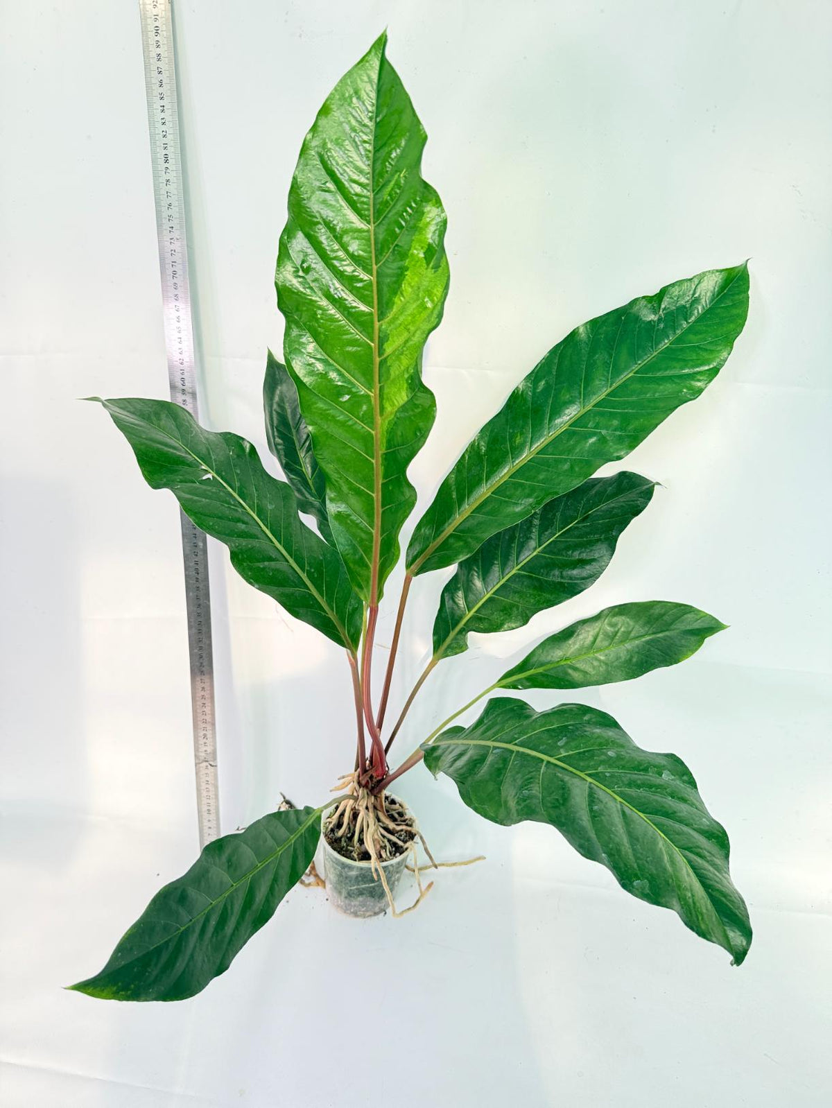Anthurium hookeri variegato XL 2
