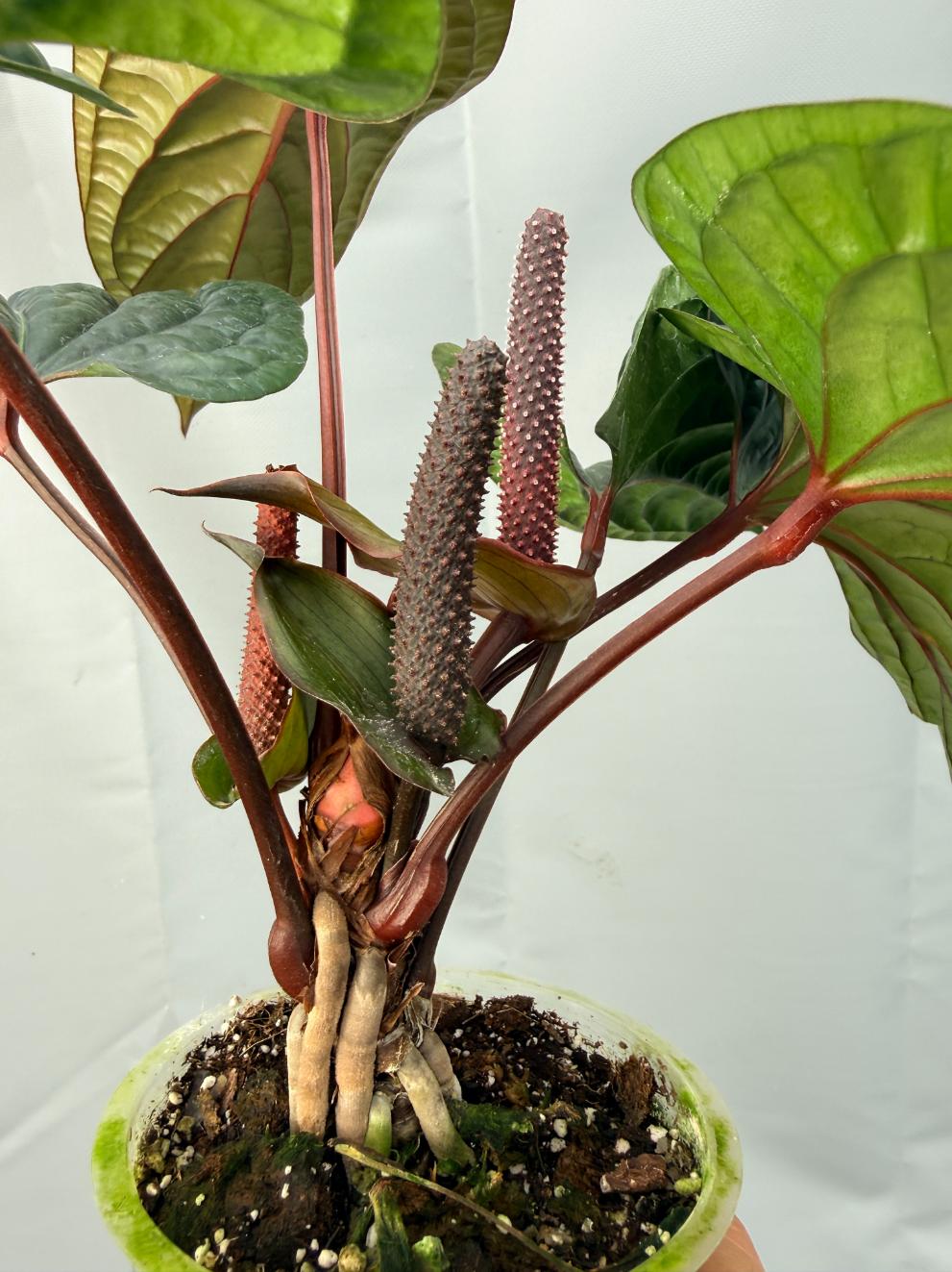 Anthurium Luxurians x Radicans