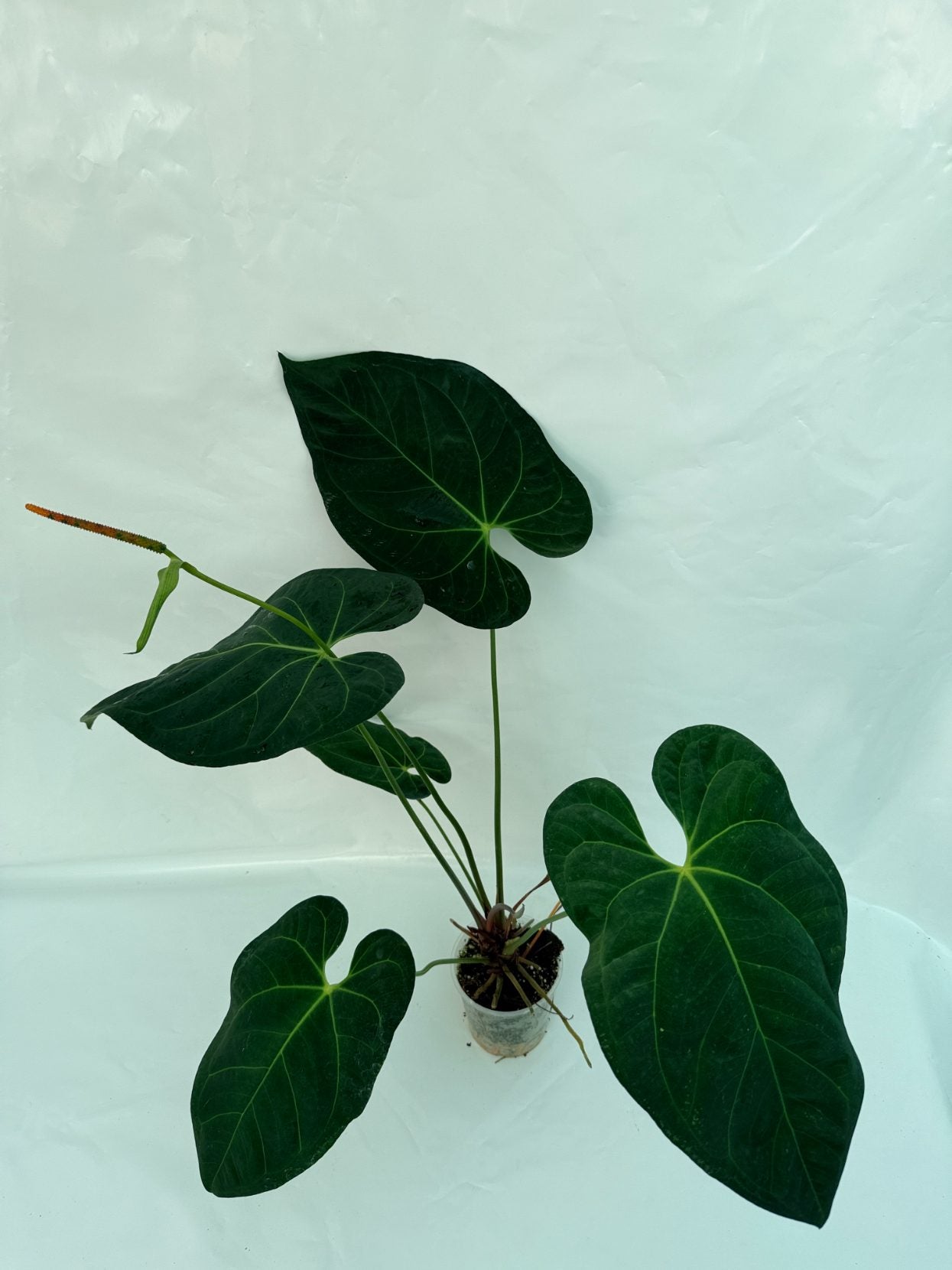 Anthurium papillilaminum x magnificum