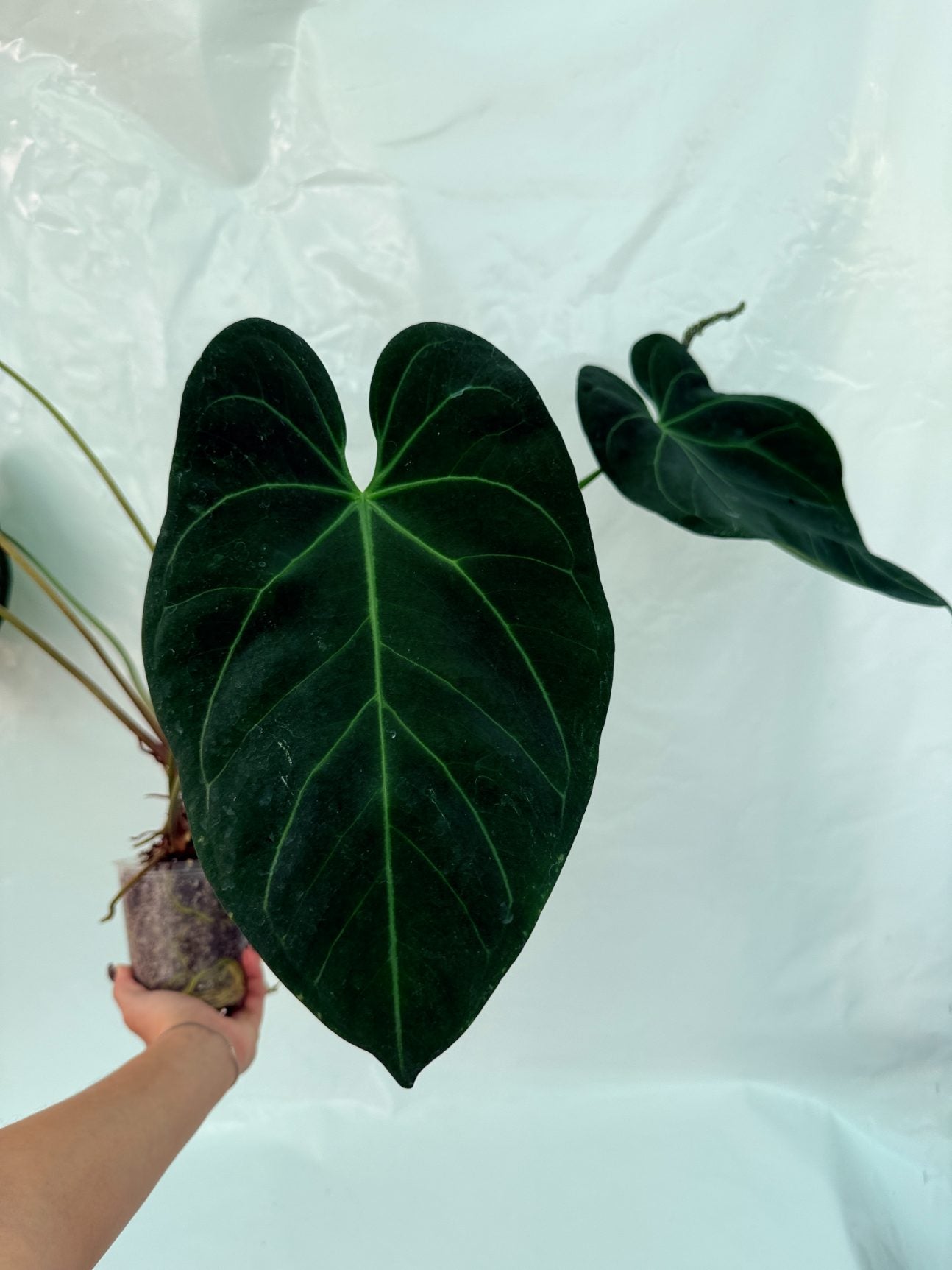 Anthurium_papillilaminum_x_magnificum25-10-28-8
