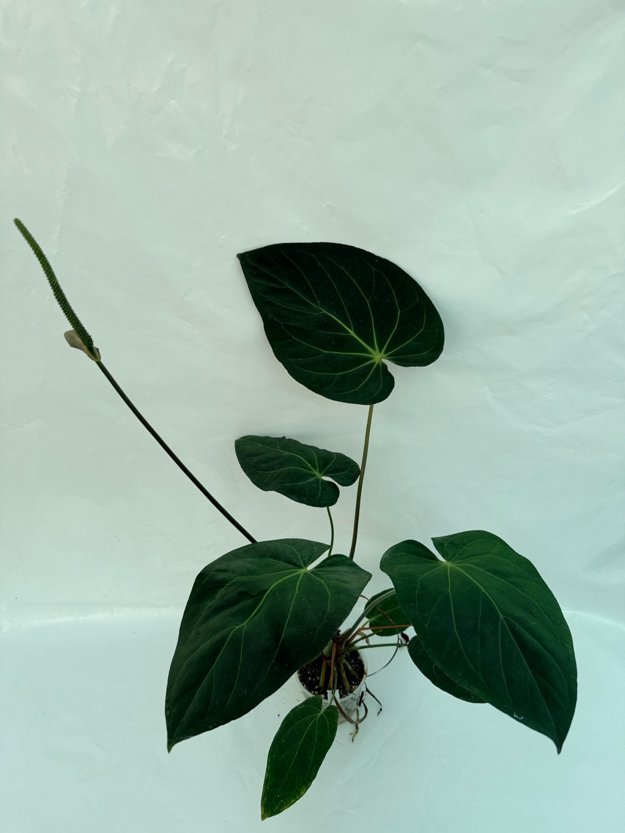 anthurium azul Anthurium Papillilaminum x Magnificum