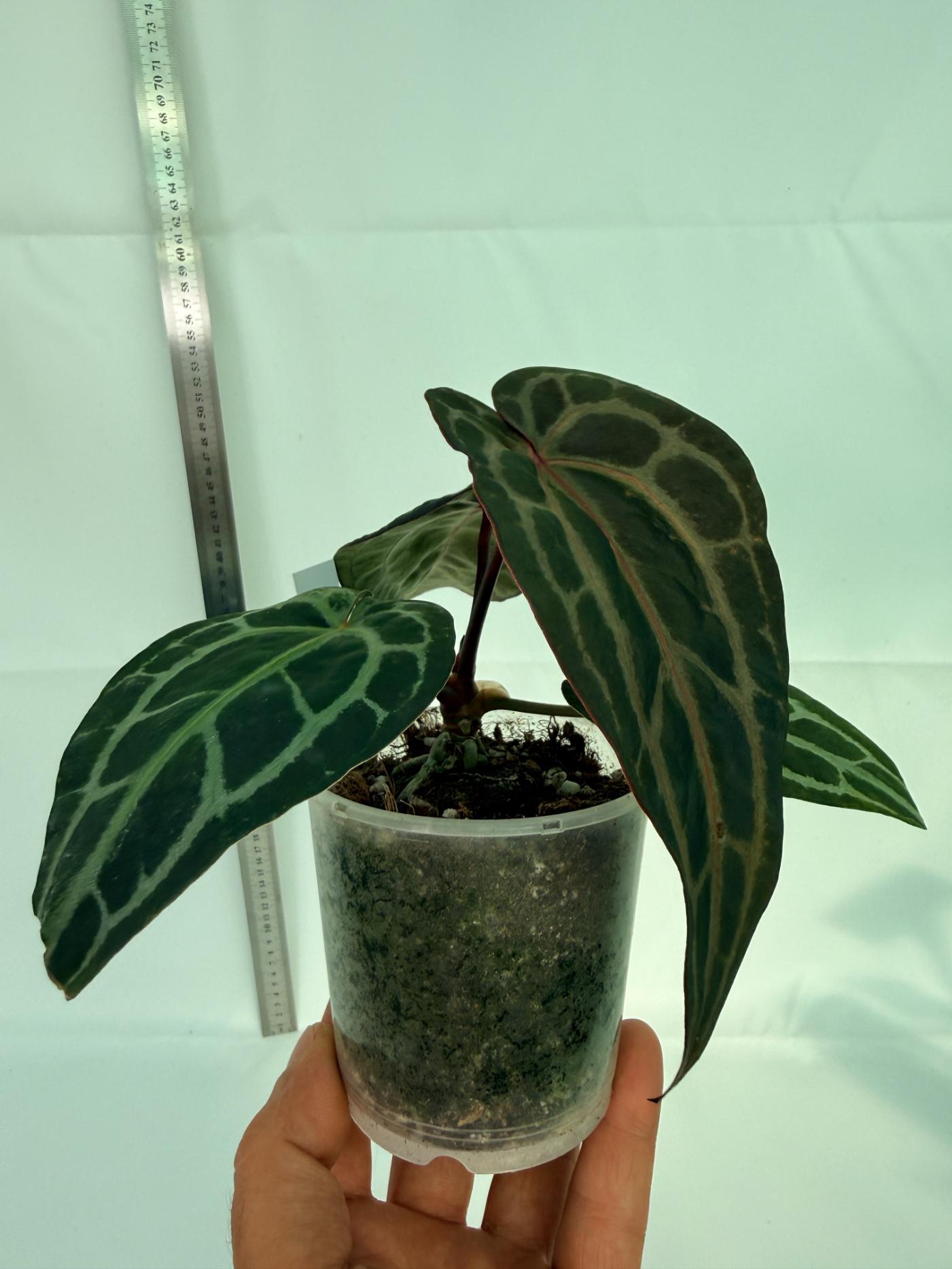 Anthurium Red Crystallinum