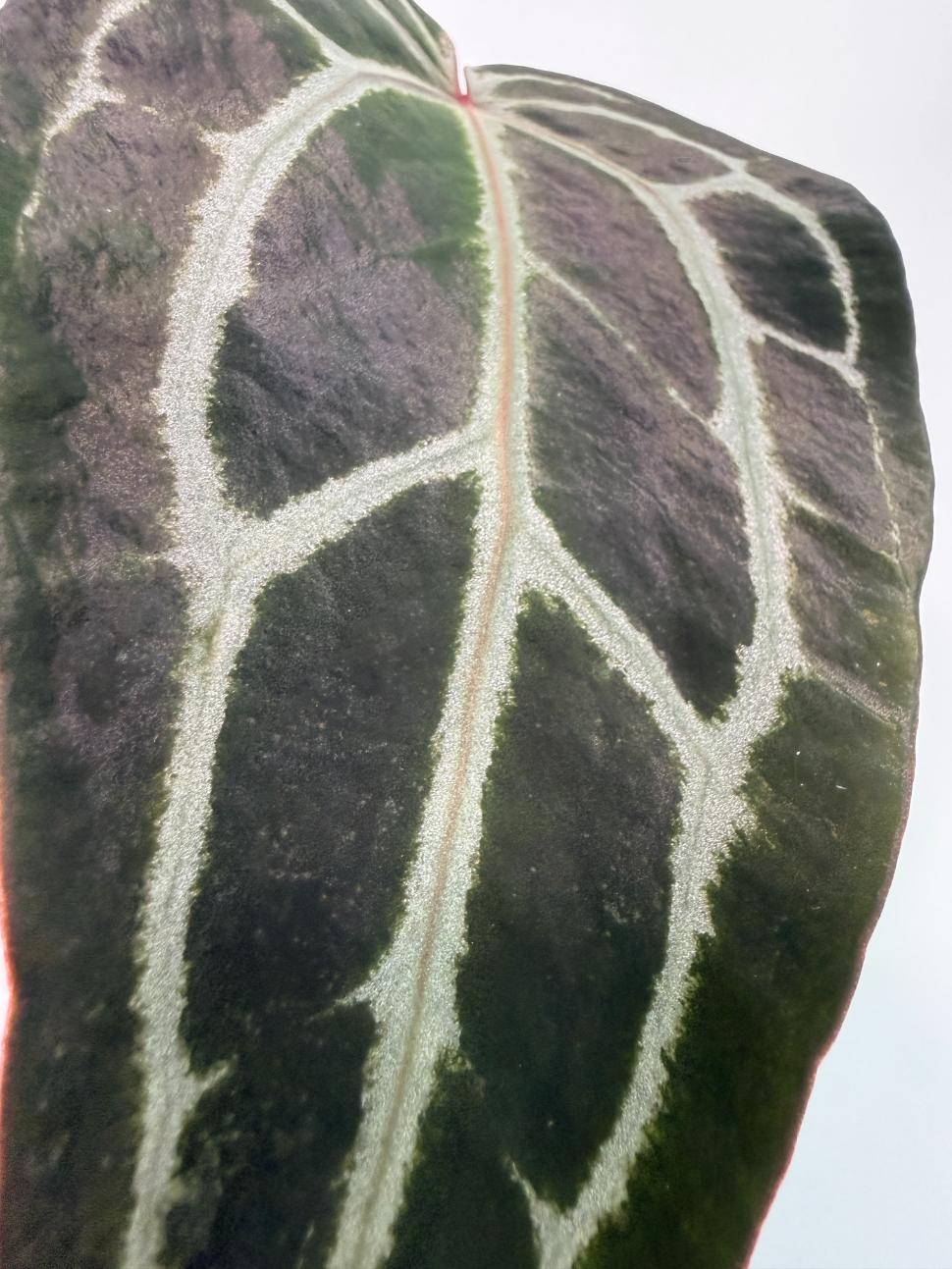 Anthurium Red Crystallinum 2
