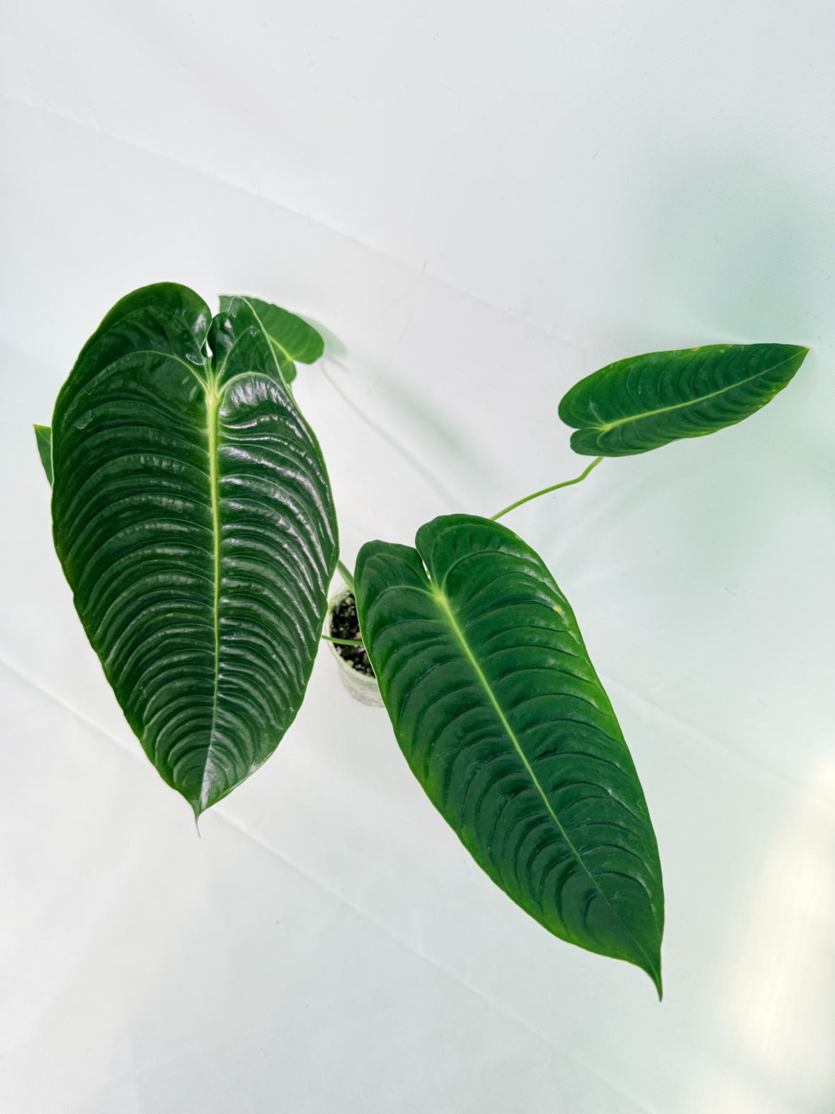 Anthurium veitchii narrow XL 09