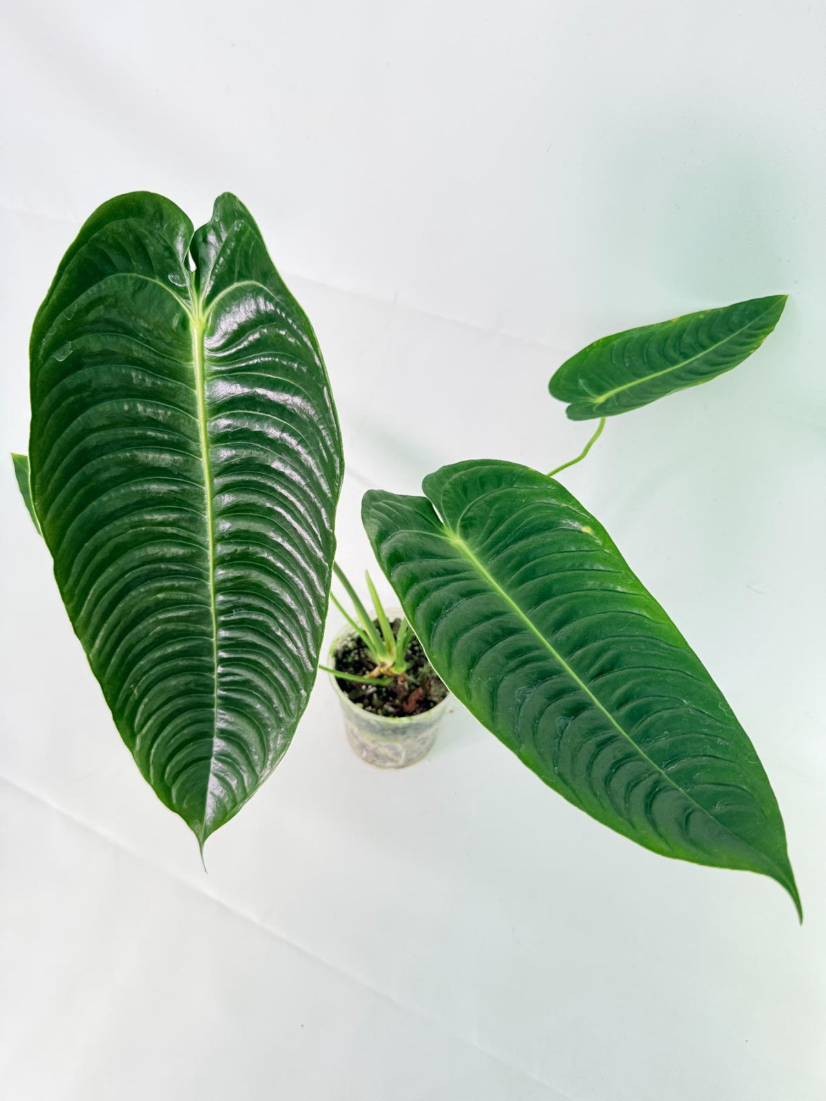 Anthurium veitchii narrow XL 10