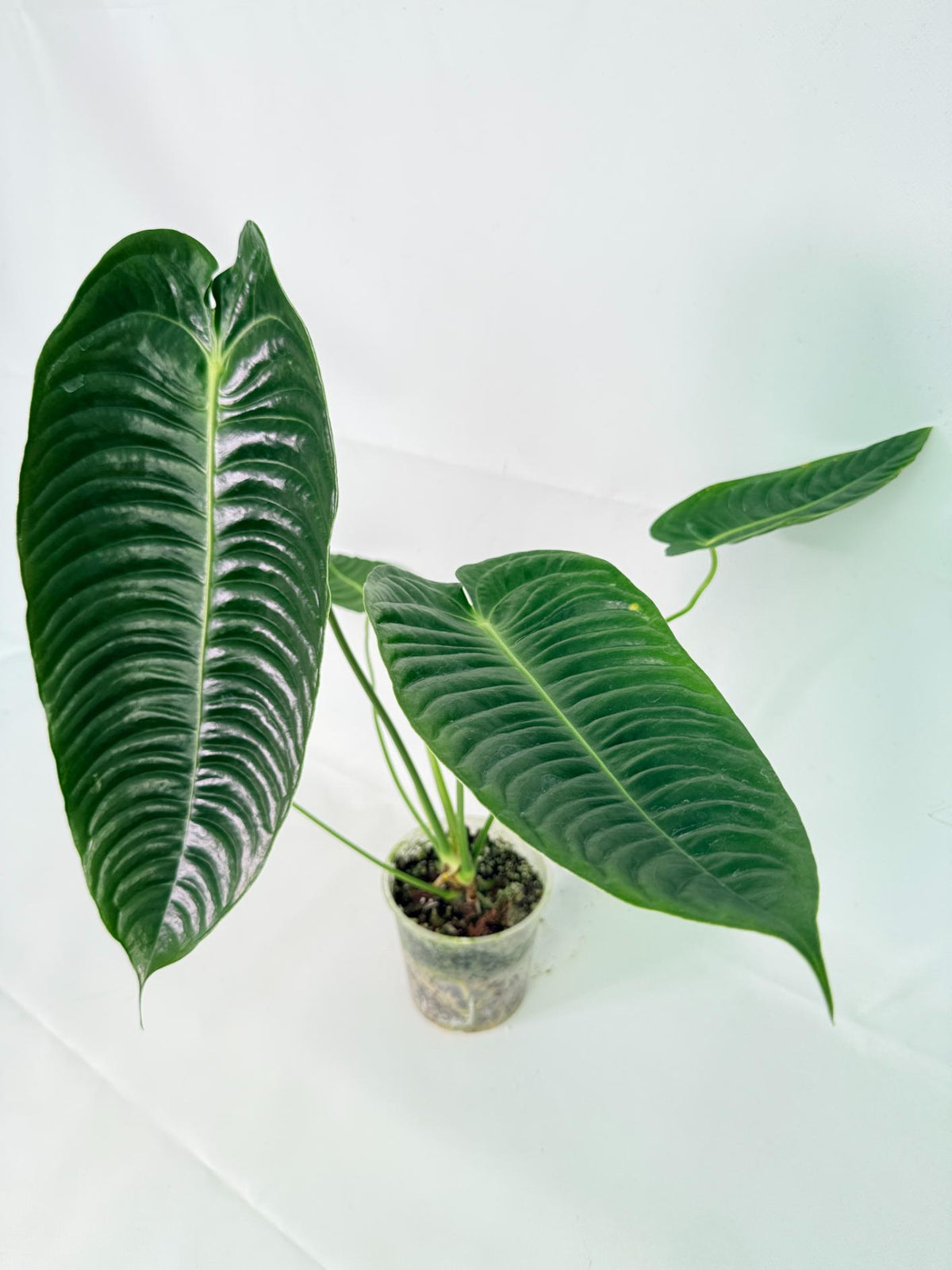 Anthurium veitchii narrow XL 11