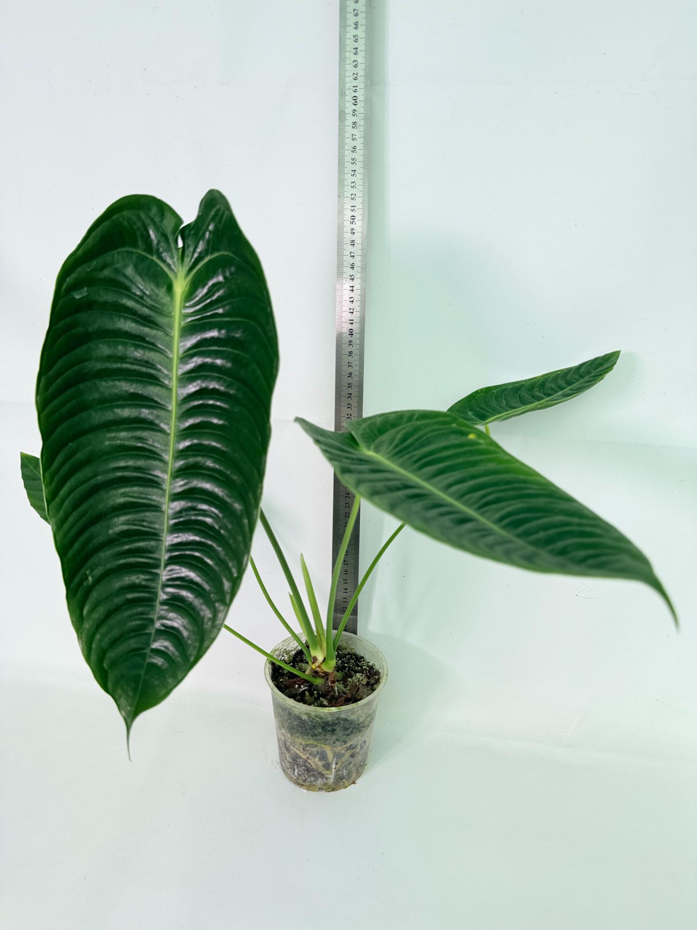 Anthurium veitchii narrow XL 02