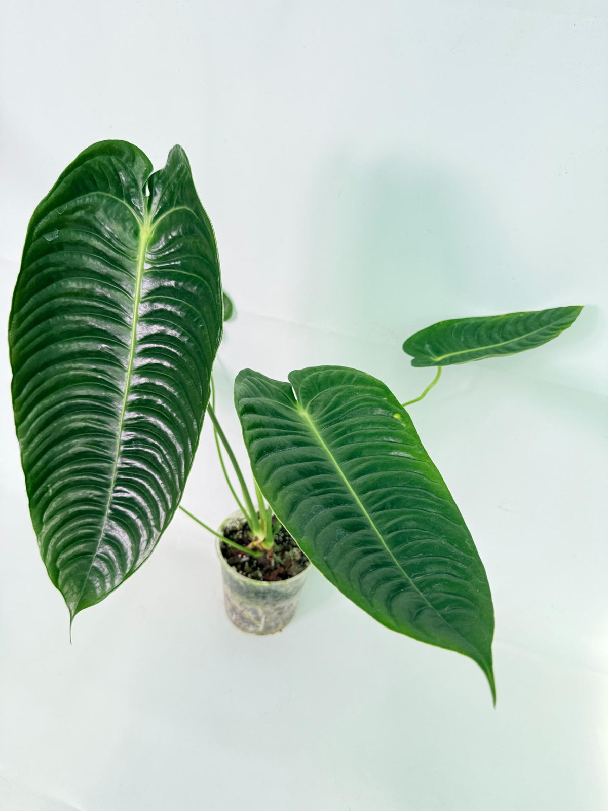 Anthurium veitchii narrow XL 01