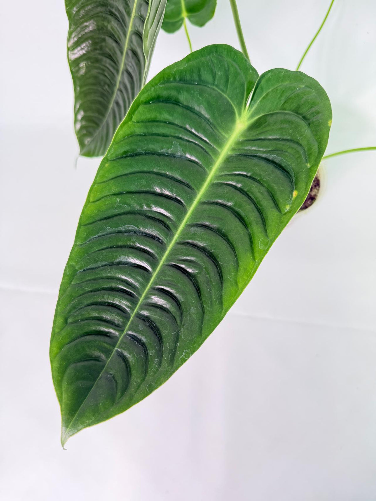 Anthurium veitchii narrow XL 03