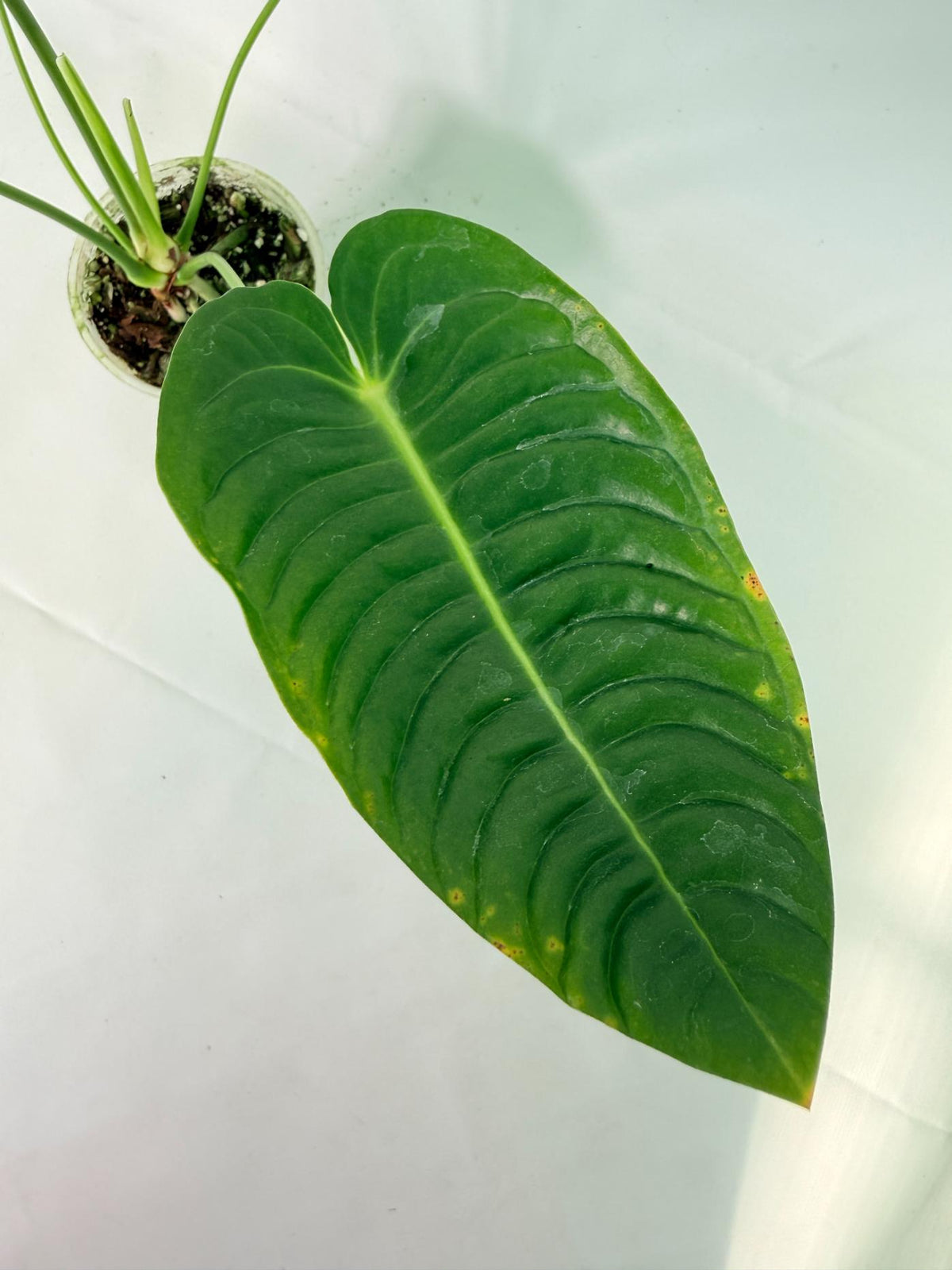 Anthurium veitchii narrow XL 04