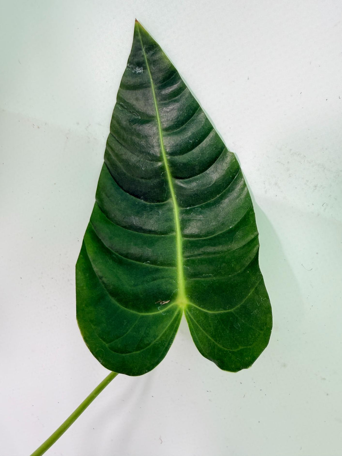 Anthurium veitchii narrow XL 05