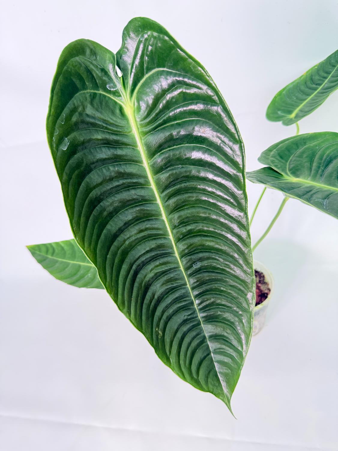 Anthurium veitchii narrow XL 06