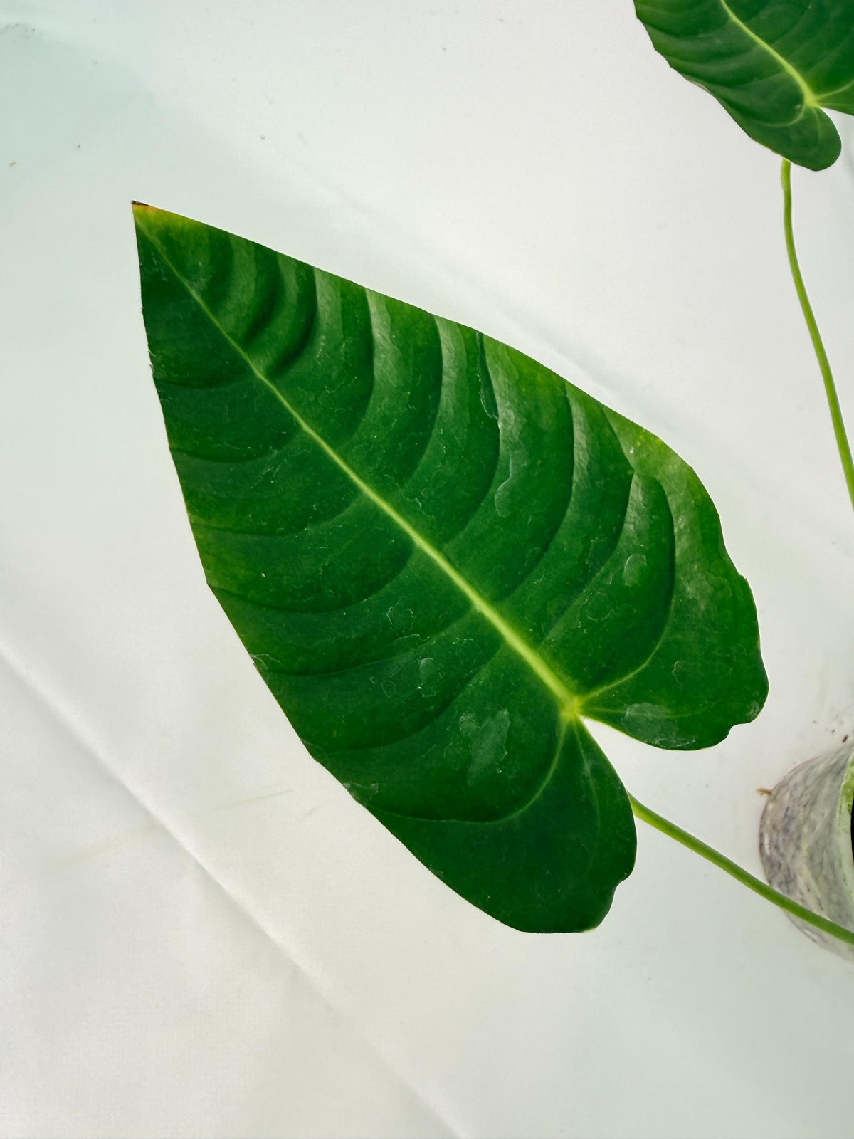 Anthurium veitchii narrow XL 07