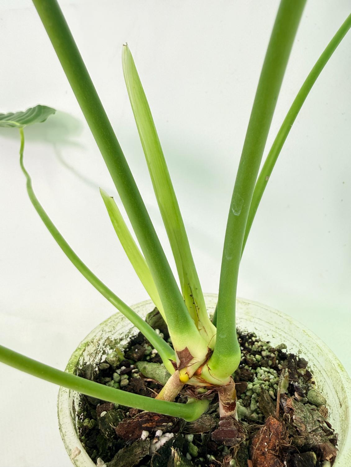 Anthurium veitchii narrow XL 08