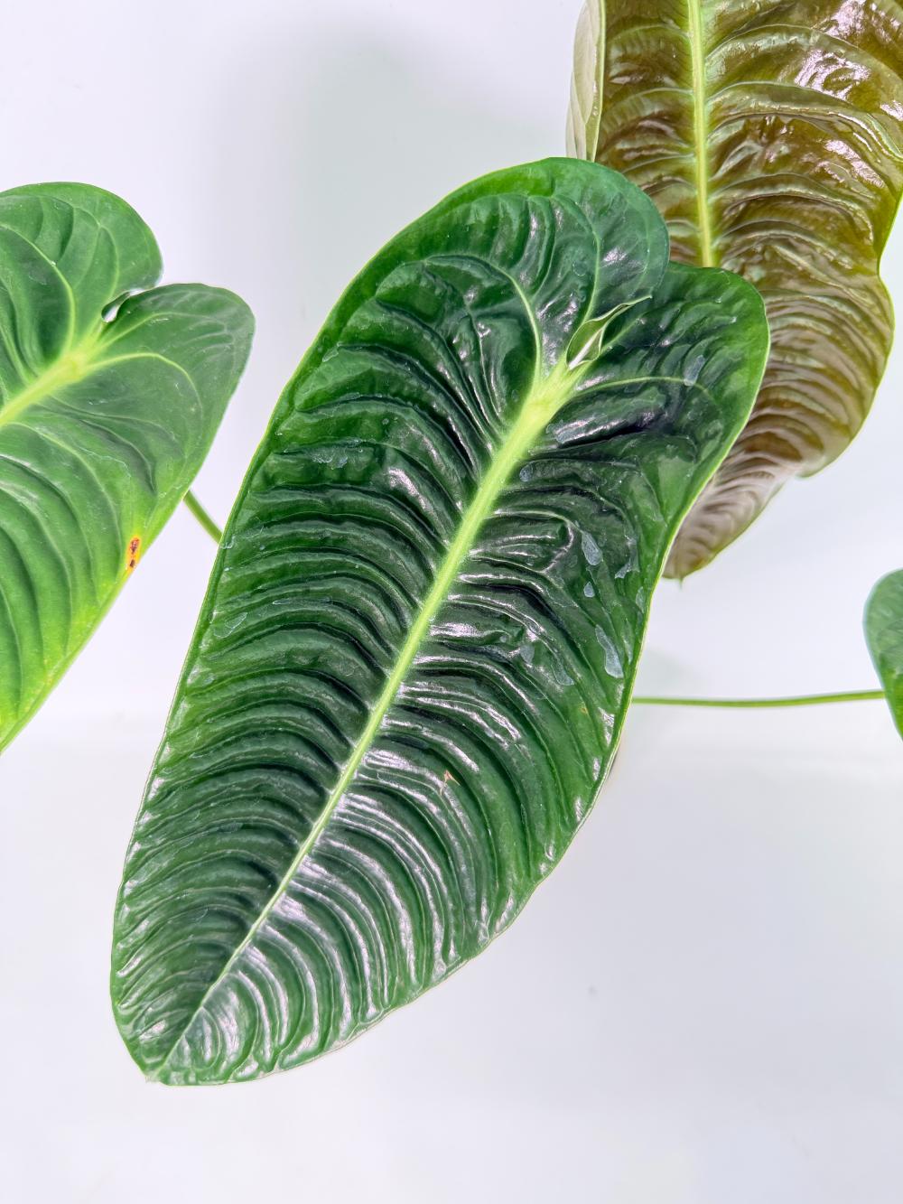 Anthurium veitchii narrow XL 03